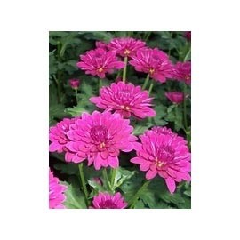 Chrysanthème "Lolipop purple" - Petites fleurs très lumineuses et très florifère. A l'automne, les fleurs sont plus rares